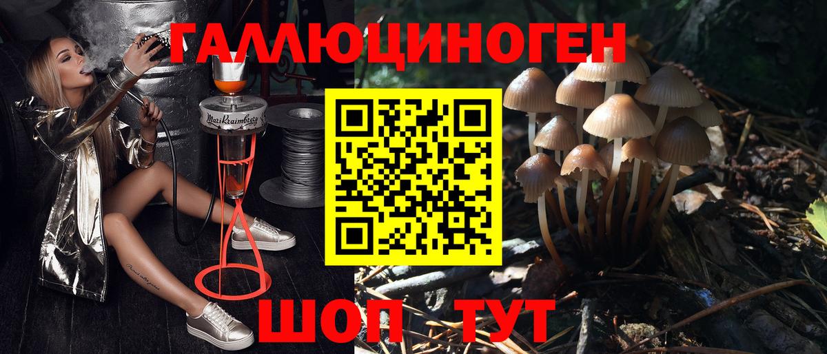Псилоцибиновые грибы Psilocybine cubensis Кстово